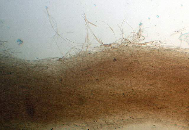 Cortinarius spec. Cod.:2899-07